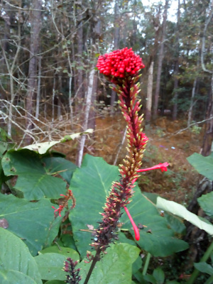 [A spike extends upward from the leaves and has a few long tubular red blooms coming off the right side. This spike has red stems with light-green tips. Near the top of this spike is another spike growing at an angle and also has red stems with light-green tips. At the top of this second spike is a grouping of nearly thirty red buds as if it were a multi-headed bloom.]